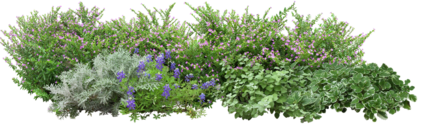 Grass