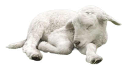 Sleeping Lamb