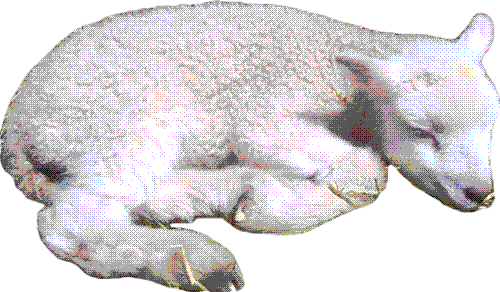 Sleeping Lamb
